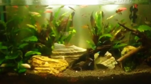 新鱼缸新造景,打卡记录